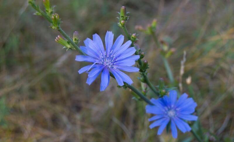 Čakanka obyčajná je typická výraznými modrými kvetmi